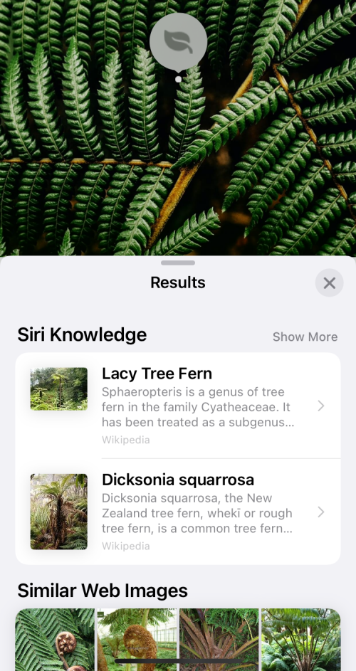 fix-visual-look-up-11-a fix-visual-look-up-11-a